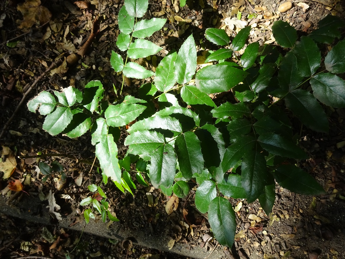 Berberis aquifolium (Berberidaceae)